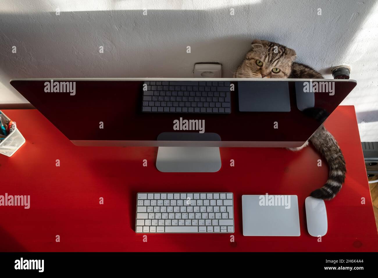 Charmante Katze versteckt sich hinter dem Computer, auf dem Desktop, wo sich Tastatur, Touchpad und Maus befinden. Modernes Lifestyle-Konzept. Stockfoto