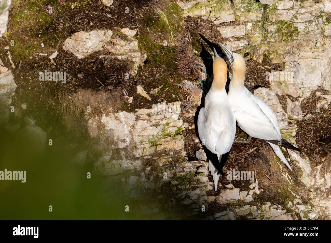 Basstölpel an Bempton Klippen Stockfoto