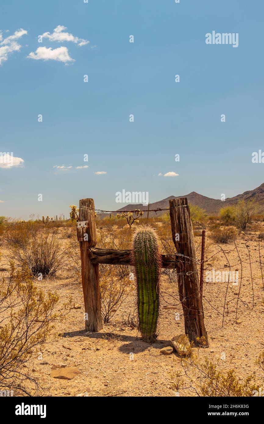 Wildnis mit saguaro Kaktus und Zaun in Ajo, Arizona. Stockfoto