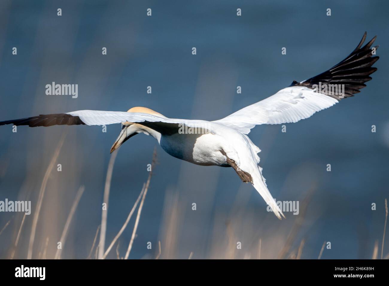 Basstölpel an Bempton Klippen Stockfoto