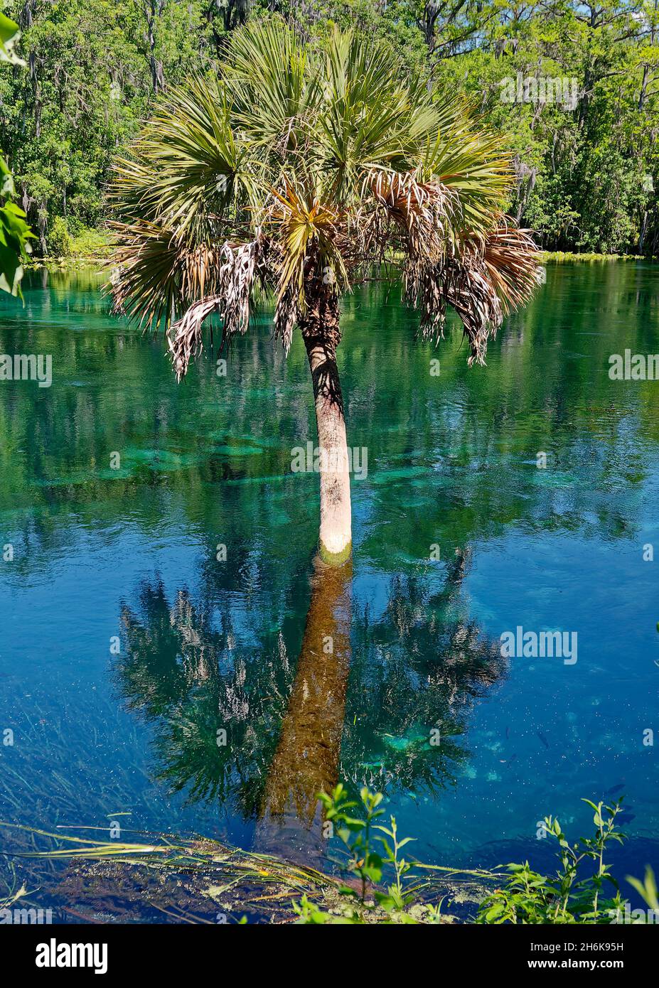 Palme wächst im Wasser, gebogener Stamm, klares Wasser, Reflexion, Silver River, Natur, ungewöhnlich, Silver Springs State Park, Florida, Silver Springs, FL Stockfoto