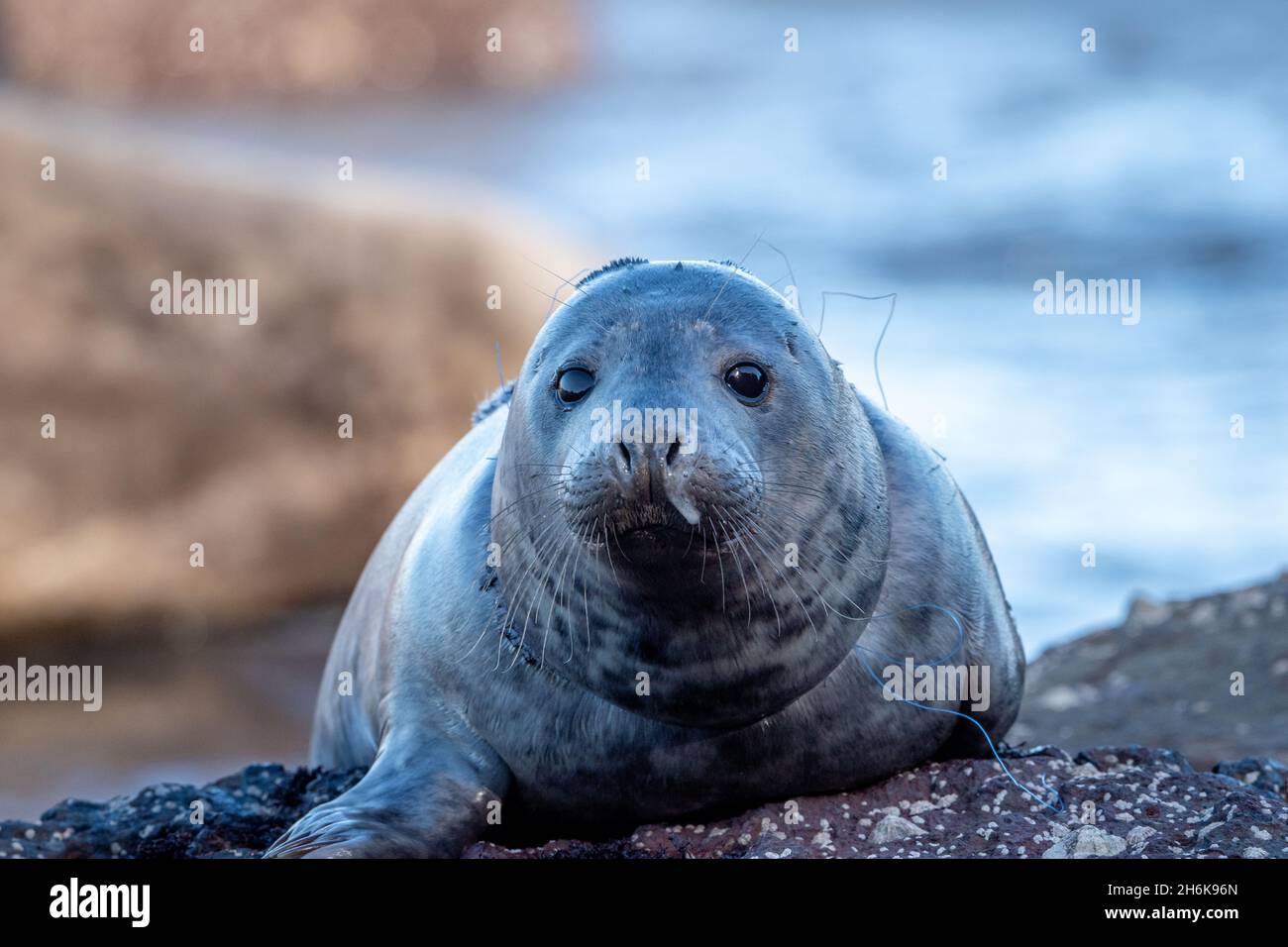 Yorkshire Grey Seal Stockfoto