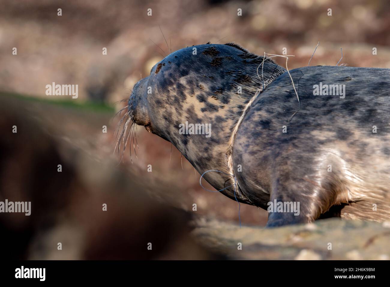 Yorkshire Grey Seal Stockfoto