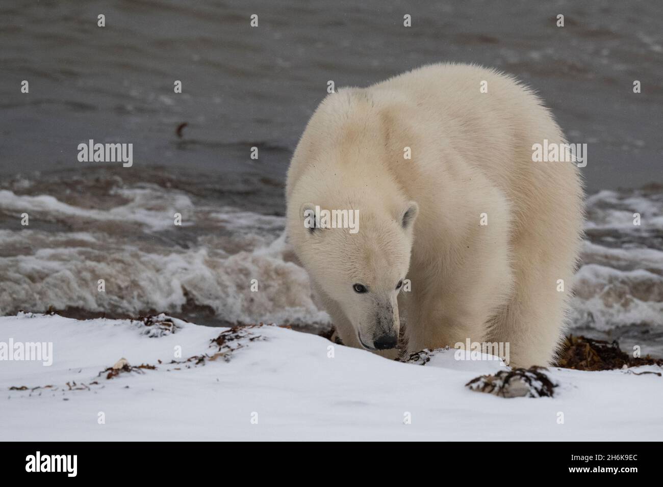 Kanada, Manitoba, Churchill. Einpoliger Eisbär an der Küste der Hudson's Bay. Ohrkennzeichnung gekennzeichnet. (WILD: Ursus maritimus) Stockfoto