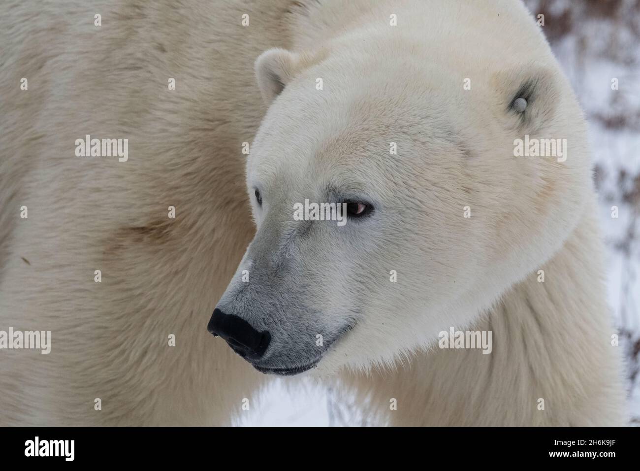 Kanada, Manitoba, Churchill. Eisbär mit Ohranhänger. (WILD: Ursus maritimus) Stockfoto