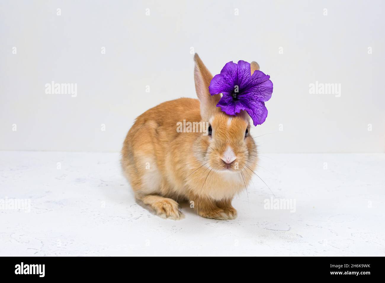 Ingwer-Hase mit einer violetten Blume auf weißem Hintergrund. Die Grundlage für die Postkarte. Stockfoto