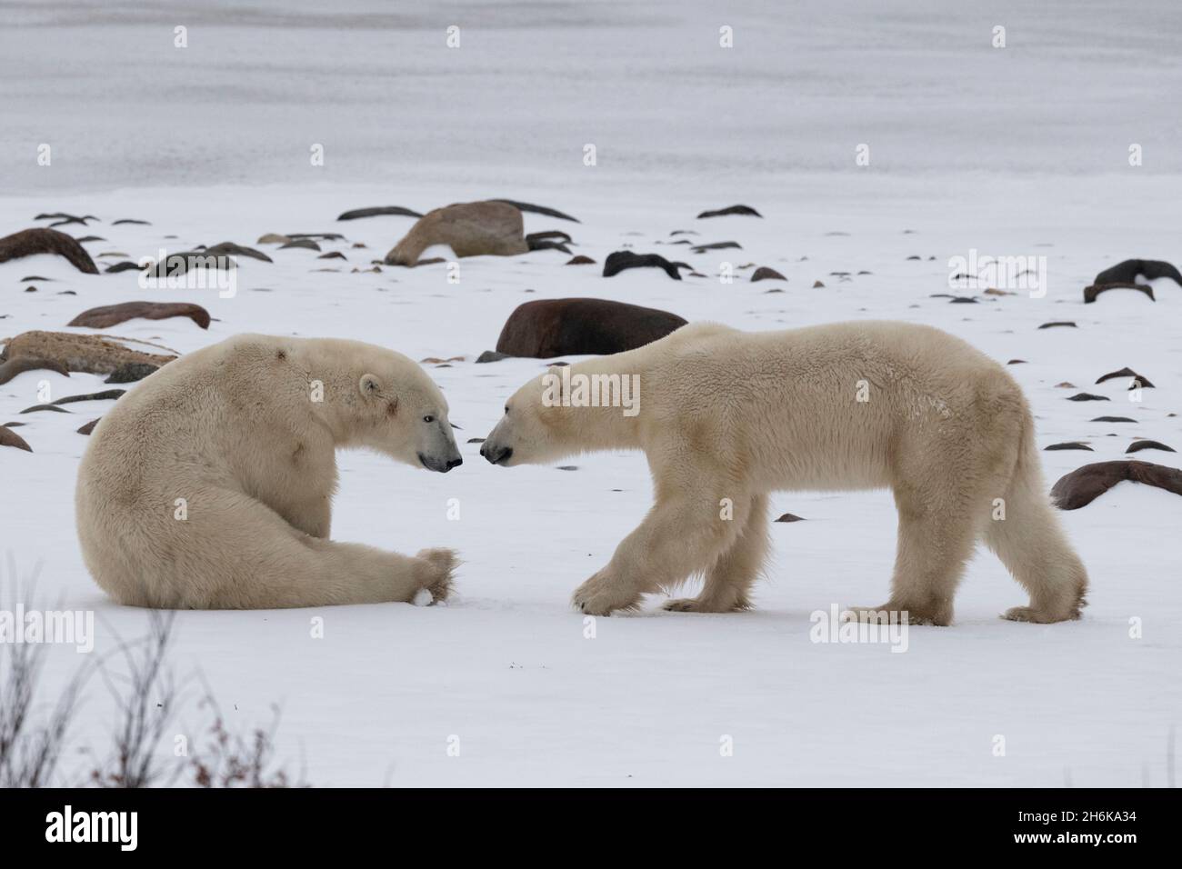 Kanada, Manitoba, Churchill. Zwei männliche Eisbären (WILD: Ursus maritimus) Stockfoto