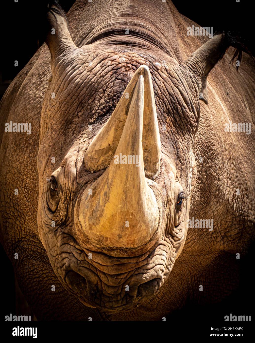 Künstlerisches Porträt eines schwarzen Nashorns auf schwarzem Hintergrund Stockfoto