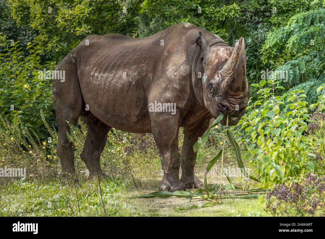 Ein großes, stehendes Nashorn, das auf einem Feld Mais frisst Stockfoto