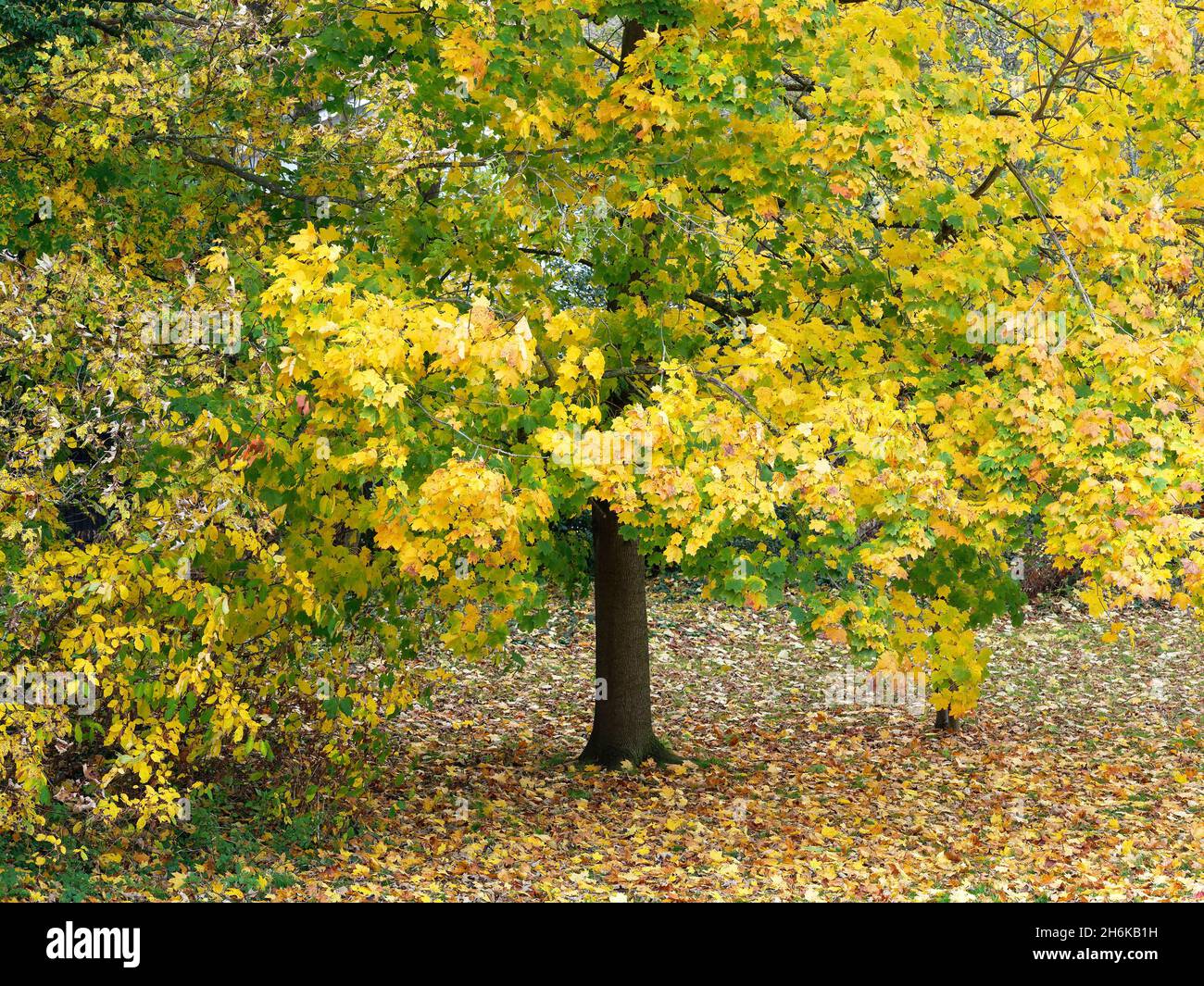 Blick auf die bunten gelben Blätter auf einem hohen Baum im Herbst Stockfoto