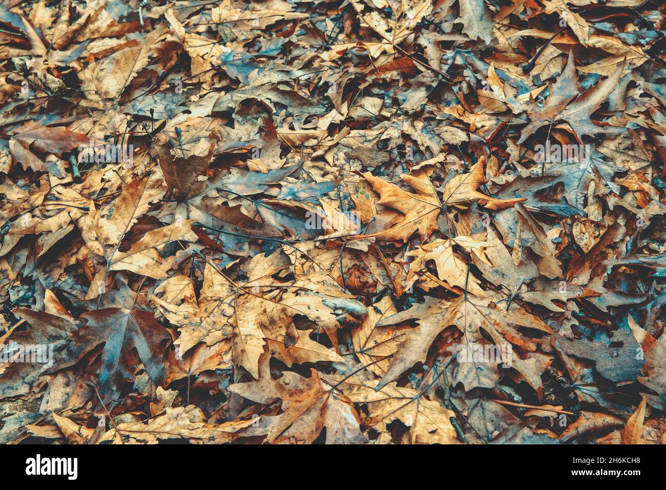Schöner Natürlicher Hintergrund. Trockene Blätter des goldenen Ahornbaums auf dem Boden. Herbst Natur. Konzept Für Saisonwechsel. Kinosound. Stockfoto