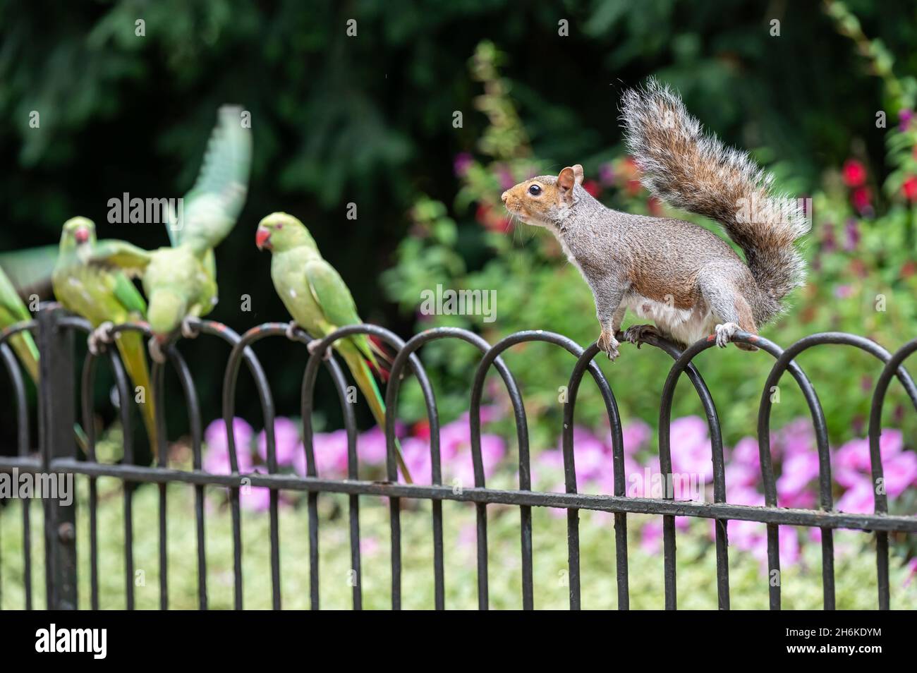 Sittiche in Kensington Gardens, Hyde Park, London Stockfoto