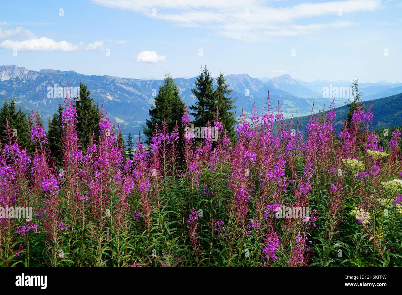 Eine wunderschöne Alpenlandschaft mit rosa Blumen in der Region Schladming-Dachstein in Österreich (Steiermark, Österreich) Stockfoto