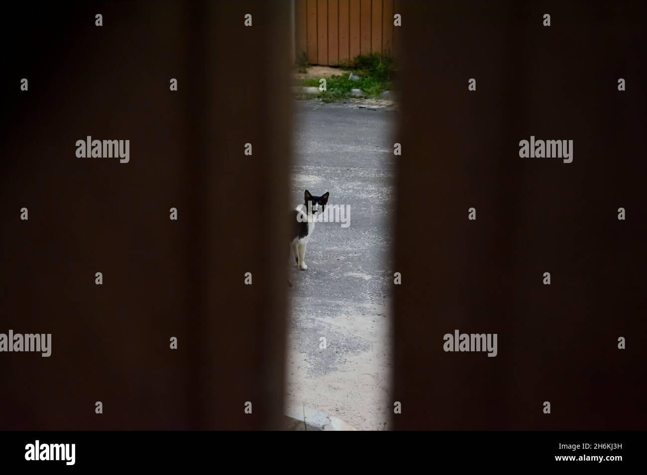 Die dunkle Katze auf der Straße blickt durch das Tor auf die Kamera. Camacari, Bahia, Brasilien. Stockfoto