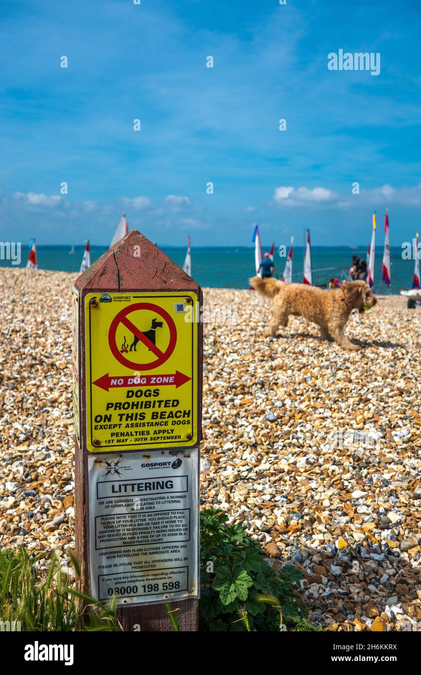 Kein Hundezonenschild am Strand mit Hund im Hintergrund und Littering-Schild an der Stokes Bay in der Nähe von Gosport Hampshire England. Stockfoto