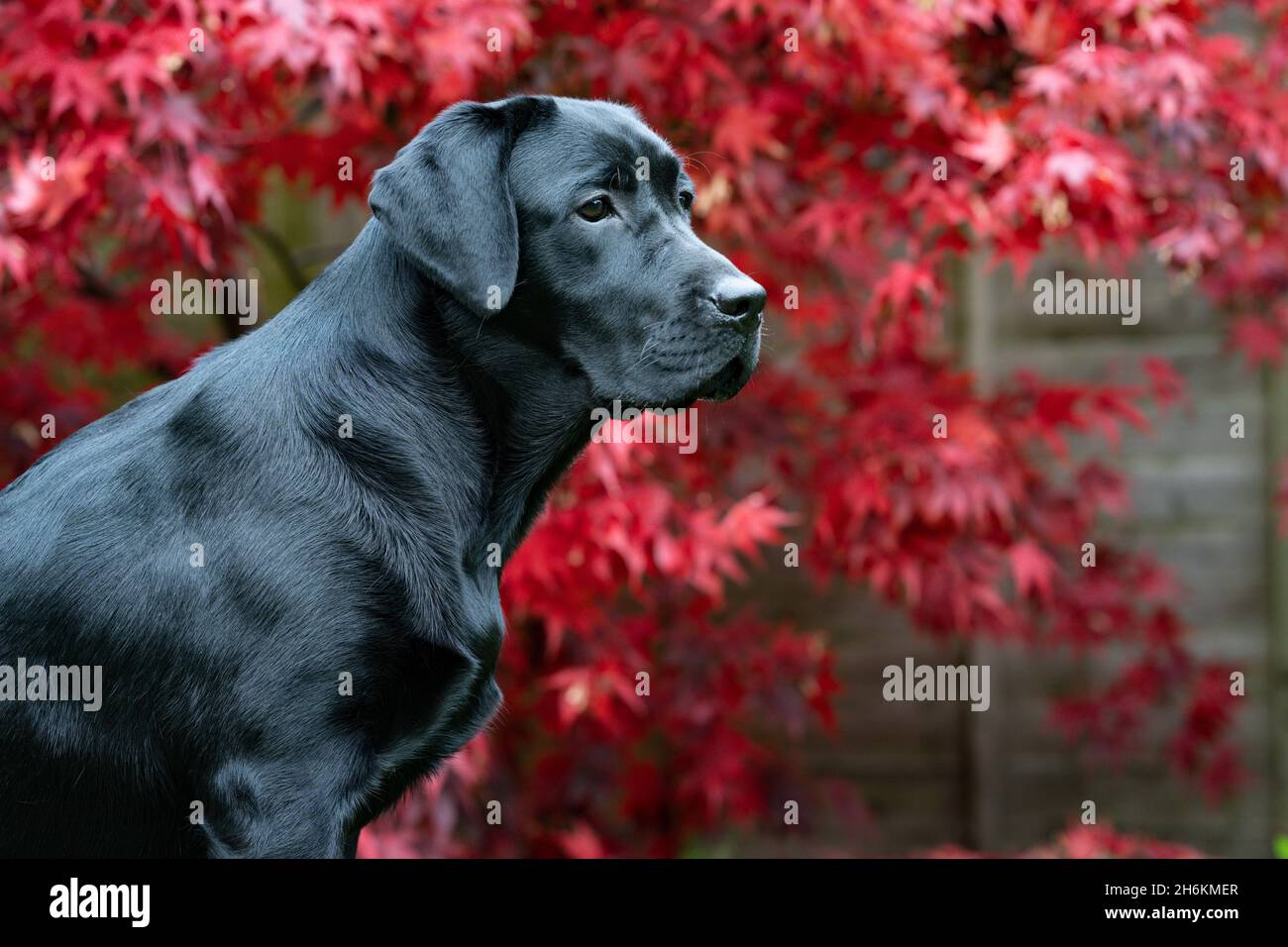 Acht Monate altes schwarzes Labrador Portrait mit Acer Hintergrund Stockfoto