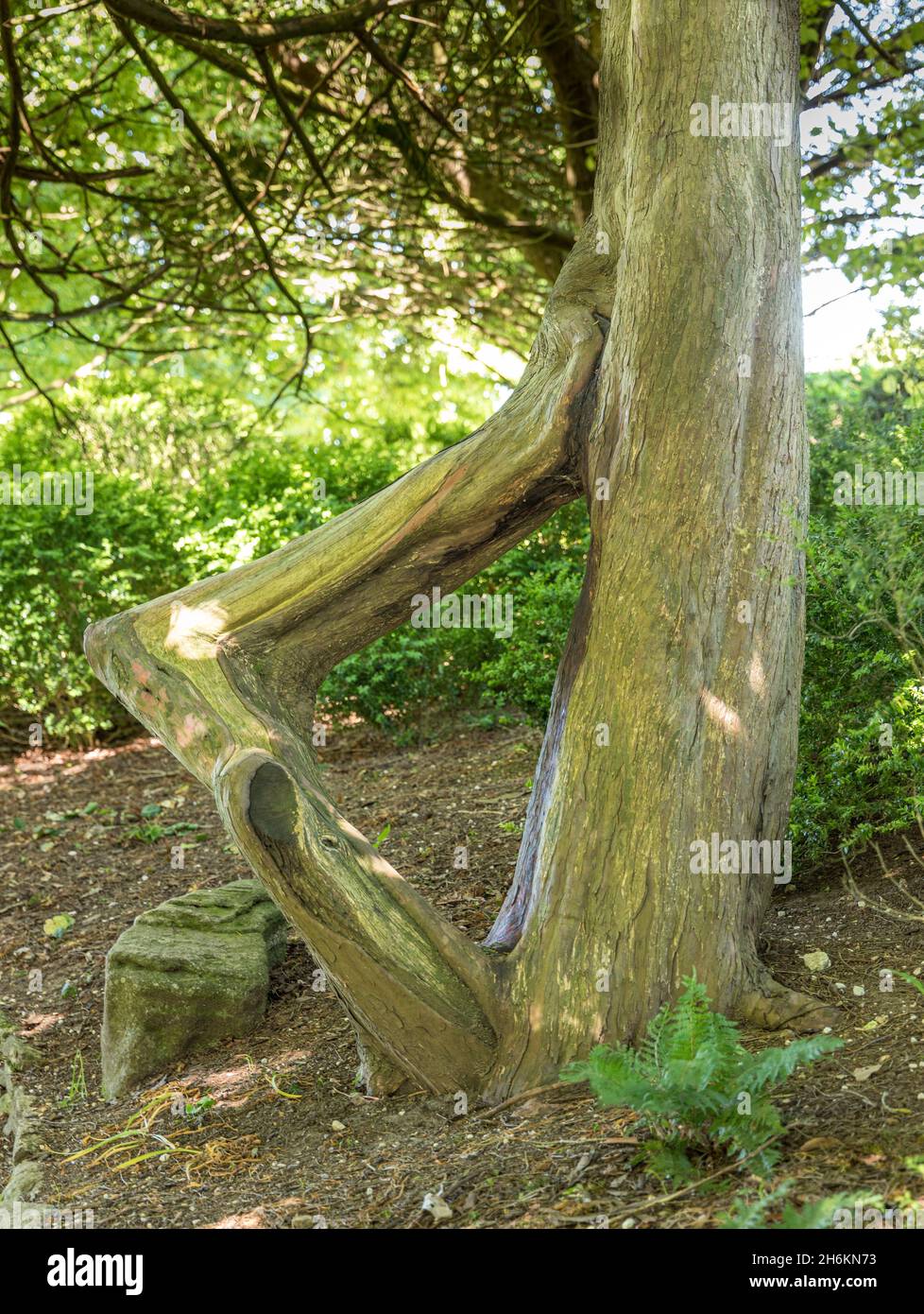 Diamantförmiger seltsamer Baumstamm Dorset England. Stockfoto