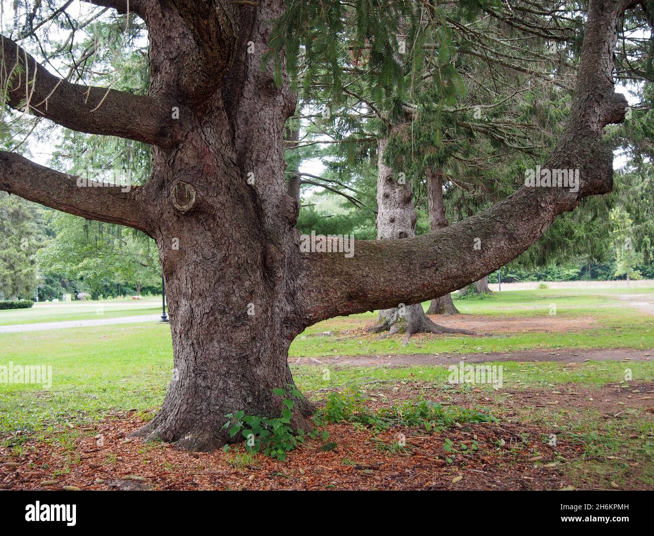 Majestätischer Baum im Saratoga Spa State Park in Saratoga Springs, New York, USA, 2021 © Katharine Andriotis Stockfoto
