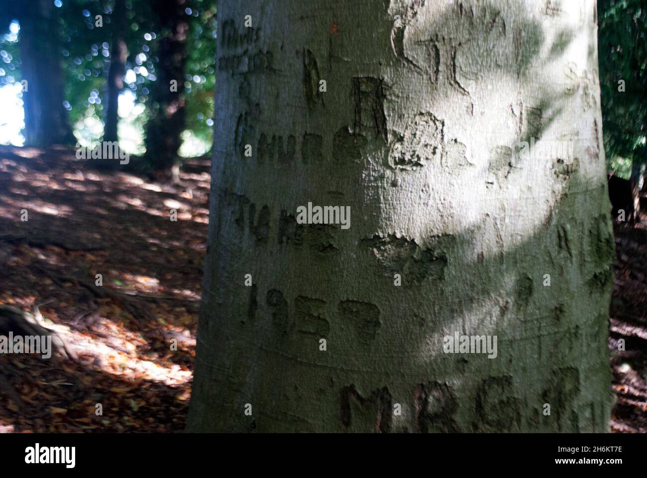 Graffiti-Namen und Initialen in Baumrinde im Studley Royal Park, Fountains Abbey, Aldfield, in der Nähe von Ripon, North Yorkshire, England Stockfoto