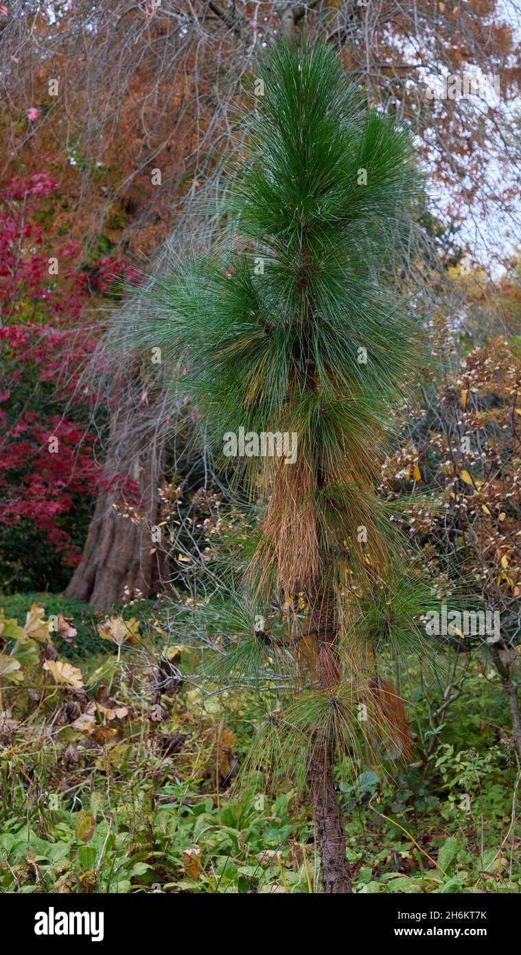 Nahaufnahme von Pinus palustris im Garten. Stockfoto