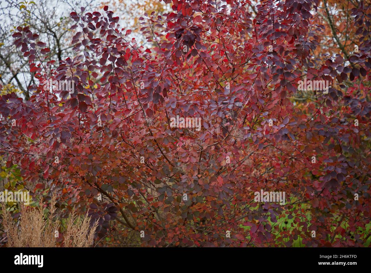 cotinus Stockfoto