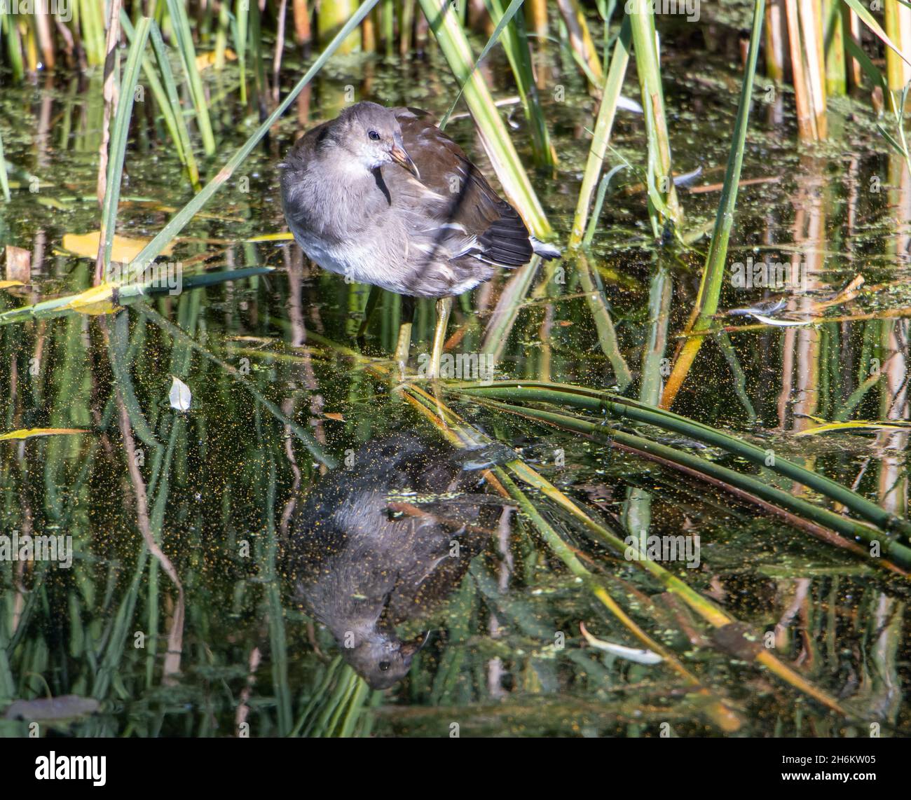 Ein junger Moorhuhn (Gallinula chloropus), auch bekannt als „Sumpfhuhn“ Stockfoto