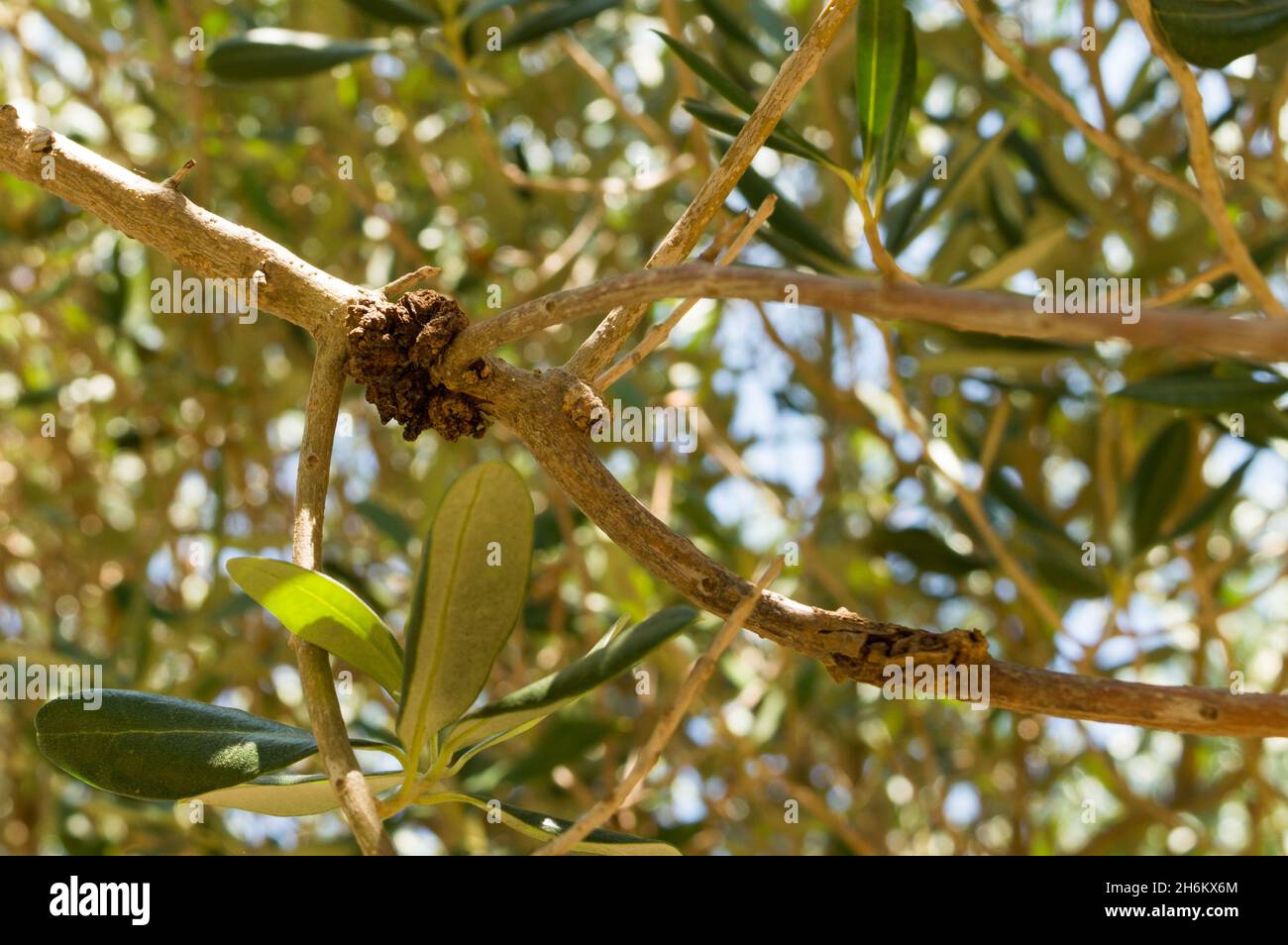Krankheit olivenbaum -Fotos und -Bildmaterial in hoher Auflsung  Alamy