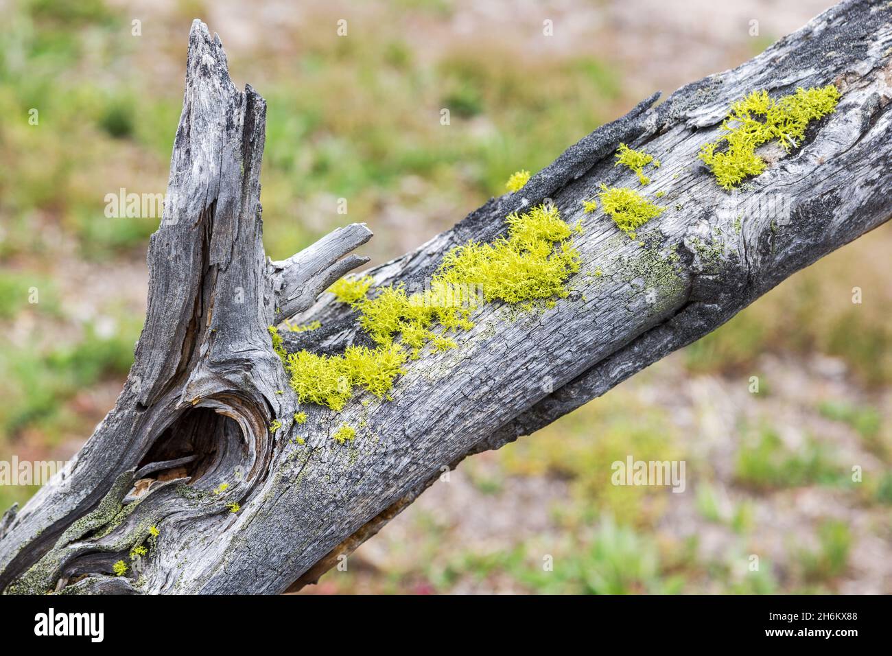 Junge Moos wachsen auf dem toten Baum Zweig, der in hydrothermalen surroudnings im yellowstone Nationalpark, Wyoming, USA starb Stockfoto