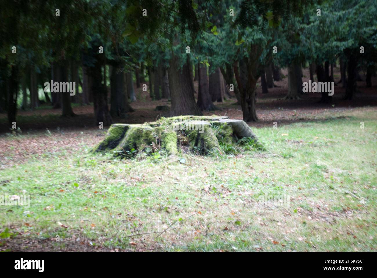 Baumstumpf neben dem Pfad im Studley Royal Park, Fountains Abbey, Aldfield, in der Nähe von Ripon, North Yorkshire, England Stockfoto