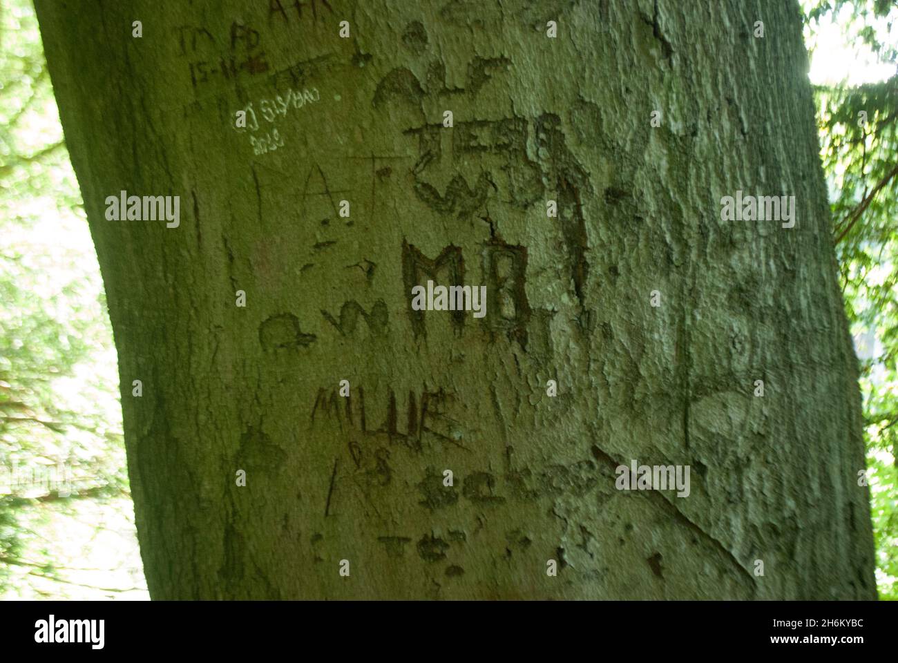 Graffiti-Namen und Initialen in Baumrinde im Studley Royal Park, Fountains Abbey, Aldfield, in der Nähe von Ripon, North Yorkshire, England Stockfoto
