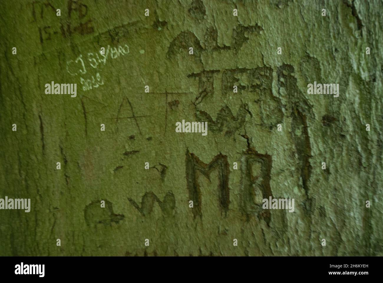 Graffiti-Namen und Initialen in Baumrinde im Studley Royal Park, Fountains Abbey, Aldfield, in der Nähe von Ripon, North Yorkshire, England Stockfoto