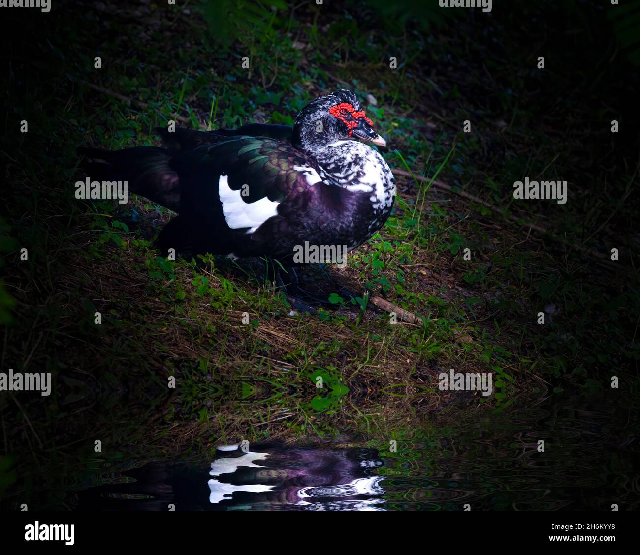 Eine Moskauer Ente sonnt sich in Fort Lauderdale, FL. Diese Enten sind sehr häufig in Süd-Florida und kann oft um lokale Kanäle gesehen werden. Stockfoto
