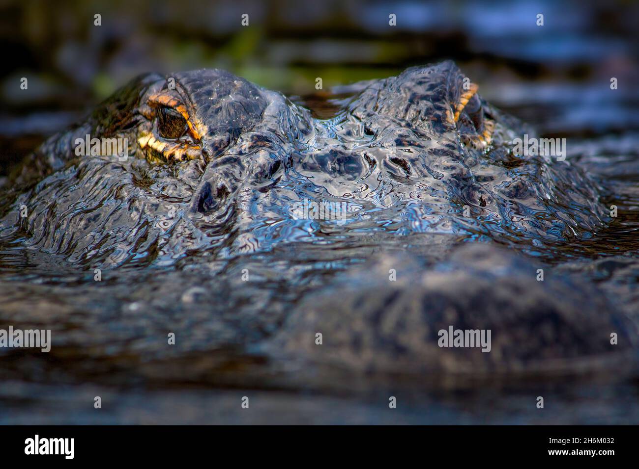 Ein 12 Fuß großer amerikanischer Alligator steht vor der Kamera im Everglades National Park. Stockfoto