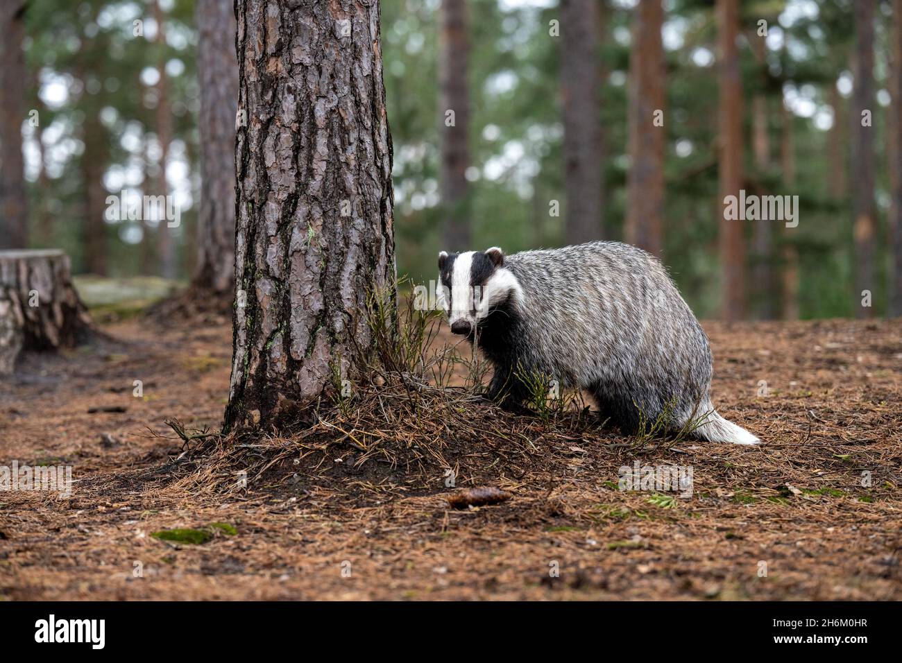 Der Dachs läuft im Wald auf der Suche nach Nahrung. Stockfoto
