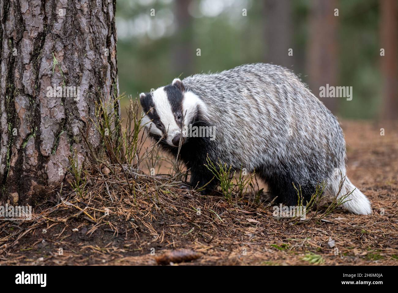 Der Dachs läuft im Wald auf der Suche nach Nahrung. Stockfoto