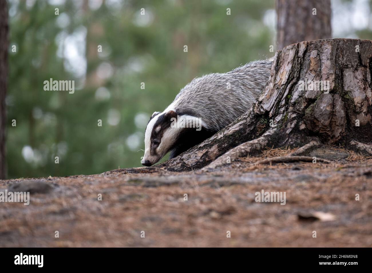 Der Dachs läuft im Wald auf der Suche nach Nahrung. Stockfoto