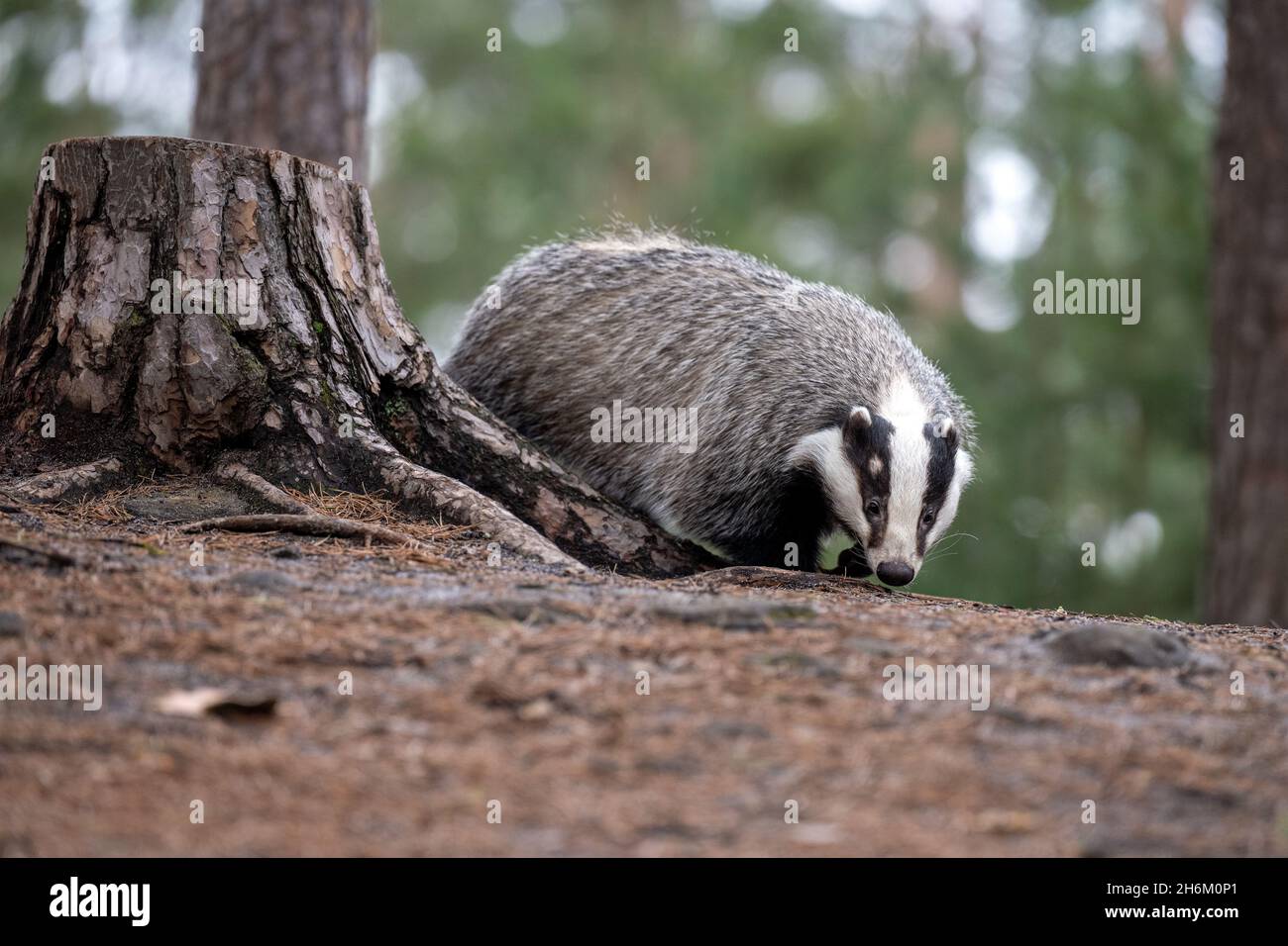 Der Dachs läuft im Wald auf der Suche nach Nahrung. Stockfoto