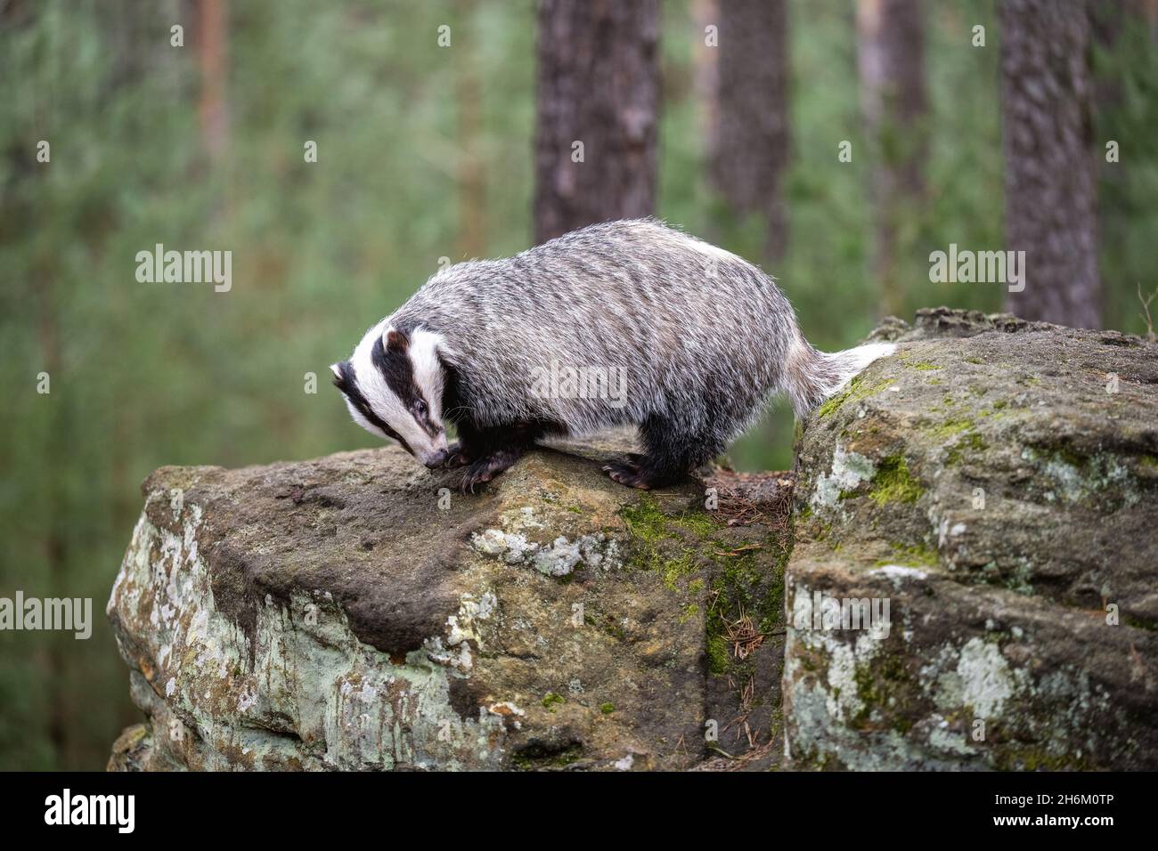 Der Dachs läuft im Wald auf der Suche nach Nahrung. Stockfoto