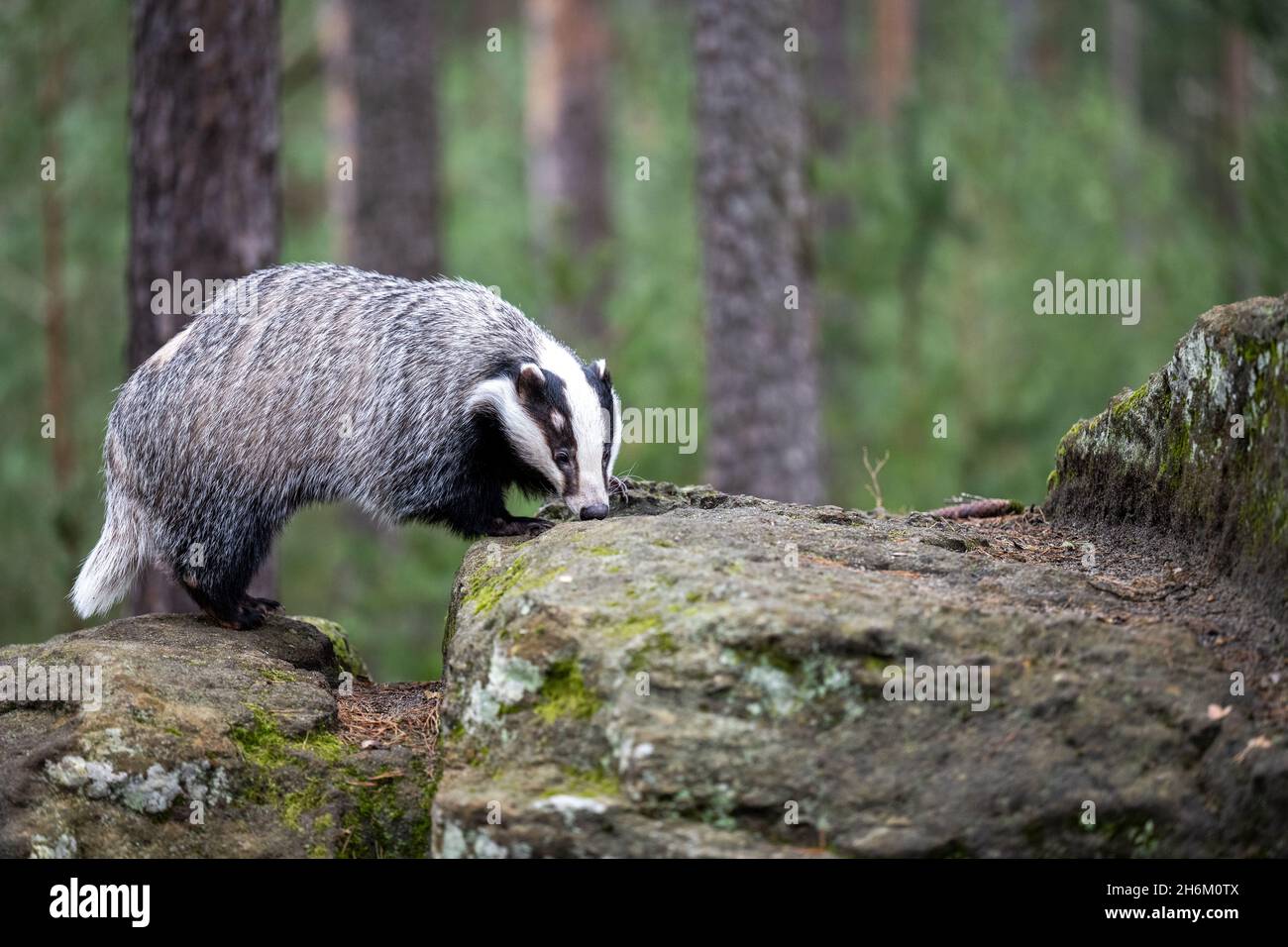 Der Dachs läuft im Wald auf der Suche nach Nahrung. Stockfoto