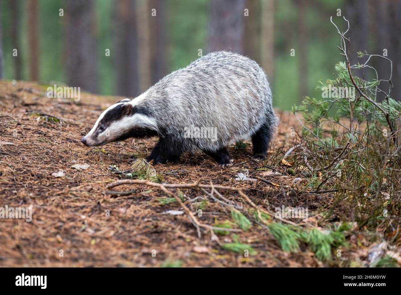 Der Dachs läuft im Wald auf der Suche nach Nahrung. Stockfoto