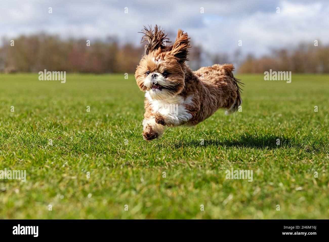 SHIH TZU HUND LÄUFT IM PARK Stockfoto