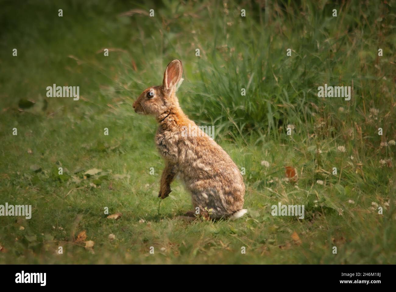 WILDES BRAUNES KANINCHEN, DAS AUF HINTERBEINEN STEHT Stockfoto