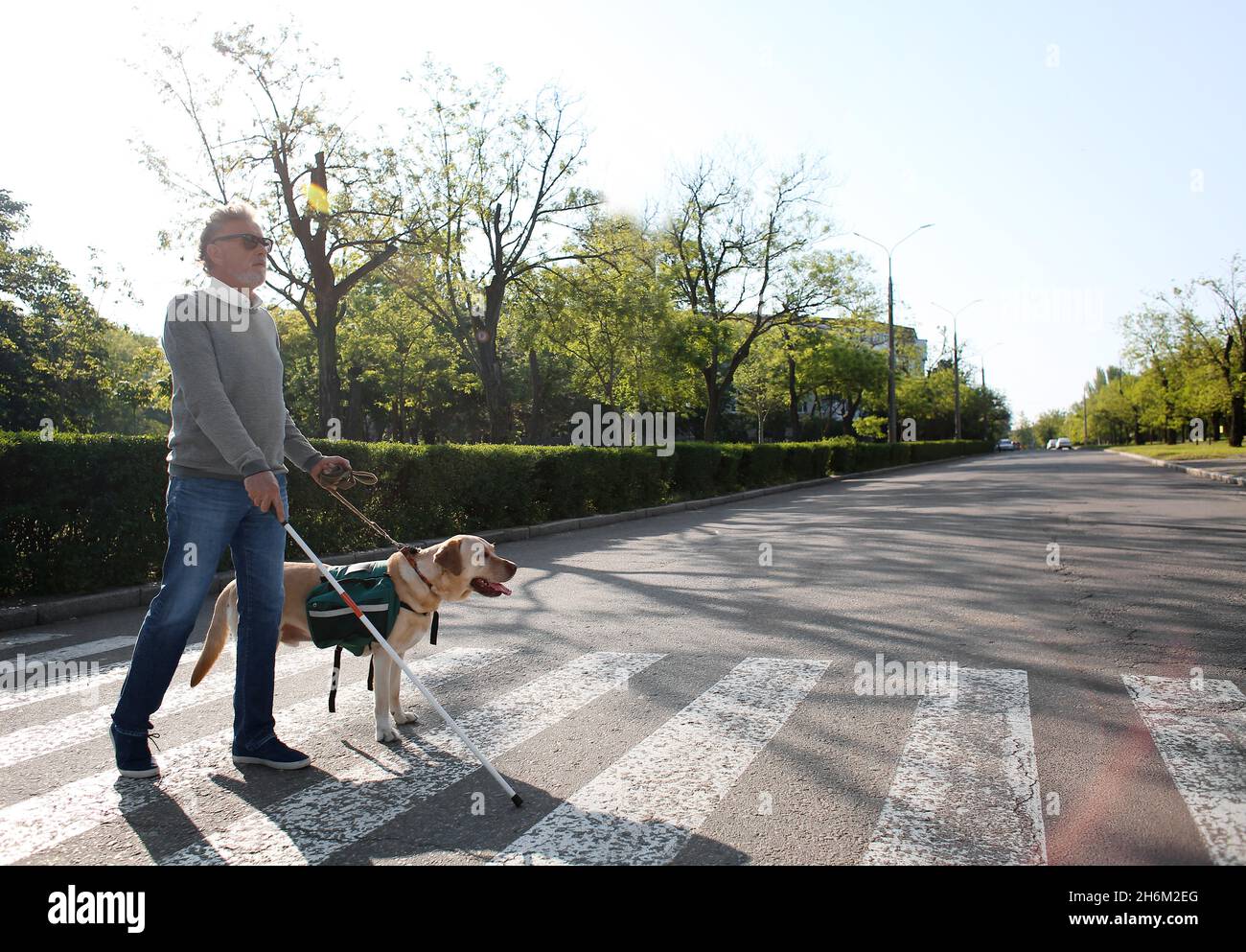 Blinder älterer Mann mit Blindenhund überquert Straße in der Stadt Stockfoto