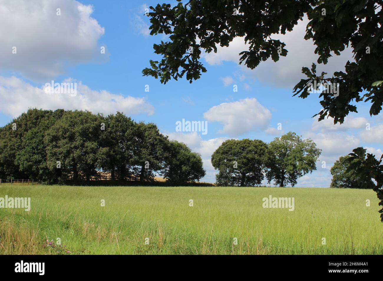 Eine Wiese mit Bäumen und Gras, mit blauem Himmel und weißen Wolken am Himmel, die einen natürlichen ländlichen Lebensraum für Wildtiere bilden. Wakefield West Yorkshire in Großbritannien Stockfoto