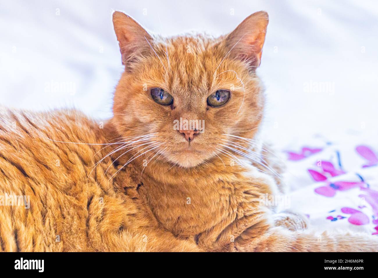 Ginger Katze Blick auf die Kamera mit weißem Hintergrund Stockfoto