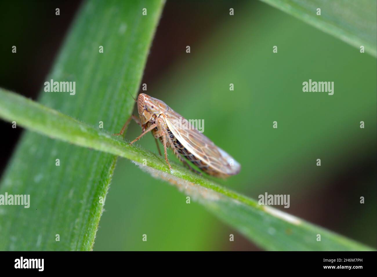 Leafhopper Psammotettix alienus auf Wintergetreide. Ist ein häufiger Schädling von Getreidepflanzen im Herbst in Europa und ein Vektor-WDV. Stockfoto