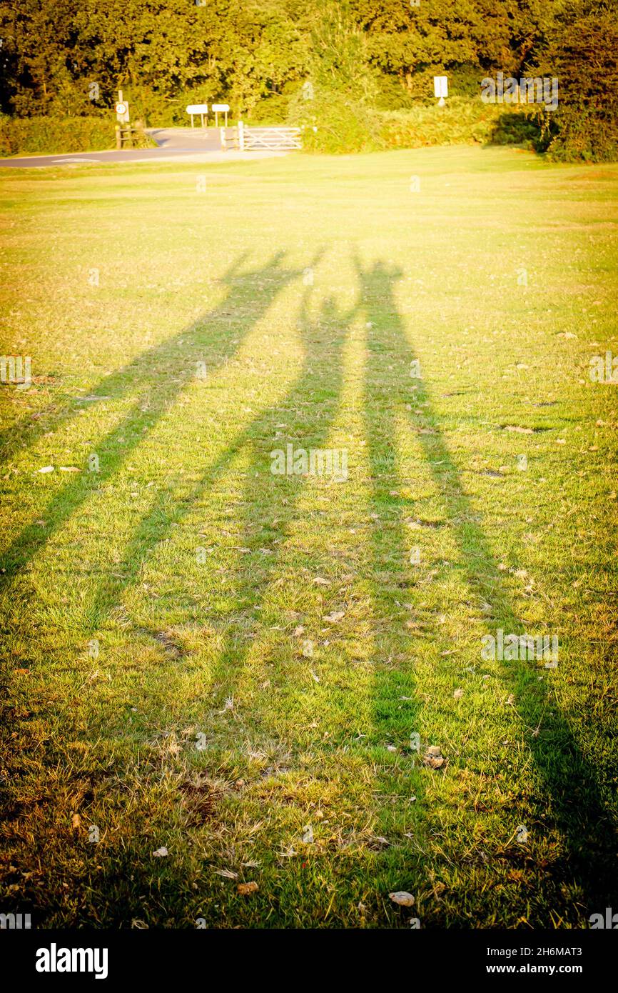 Lange Familienschatten erstrecken sich im warmen Abendlicht über offenes Gras und schaffen eine verspielte Outdoor-Szene im New Forest, England. Stockfoto