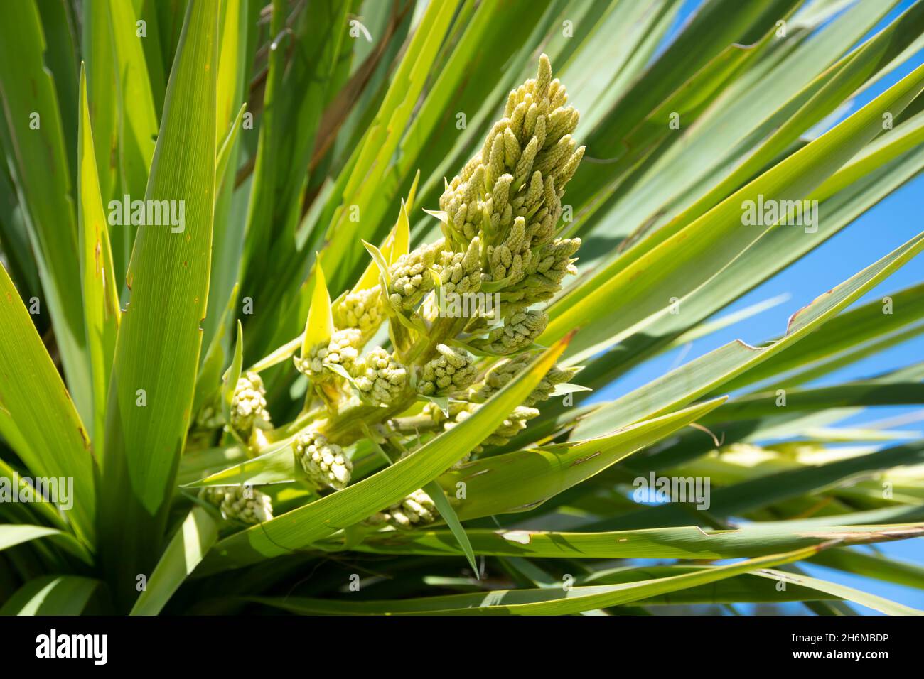 Kohlblüten, (cordyline australis), Duntroon, South Canterbury, South Island, Neuseeland Stockfoto