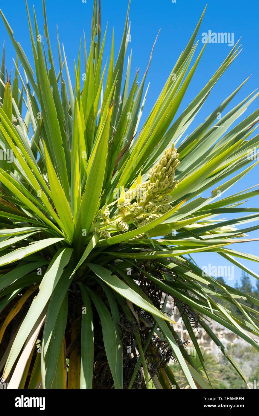 Kohlblüten, (cordyline australis), Duntroon, South Canterbury, South Island, Neuseeland Stockfoto