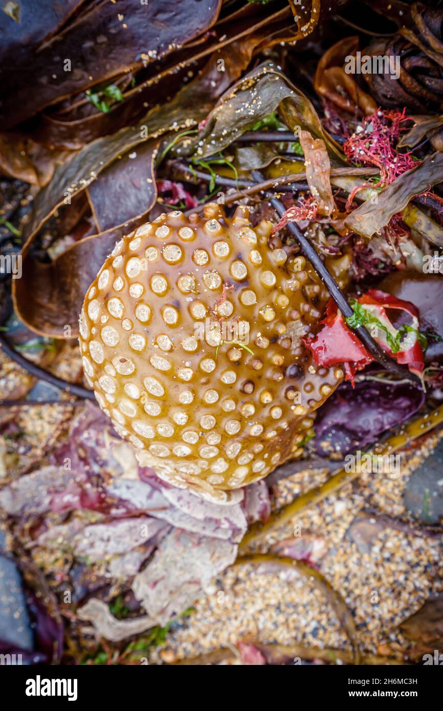 Ballartige Algen am Gunwalloe Beach, Cornwall, Großbritannien Stockfoto